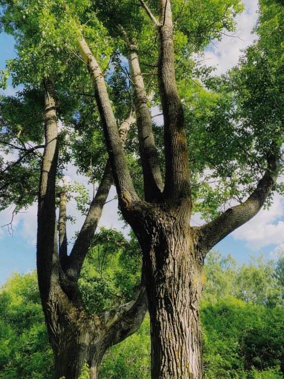 a big tree in the middle of a forest