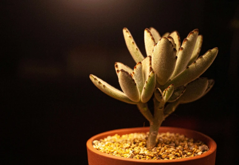 a small flower is growing in a clay pot