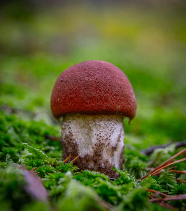 a small red mushroom sitting on top of green moss