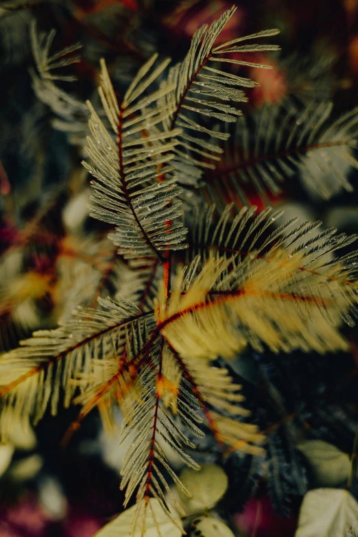 a green and yellow plant with red leaves