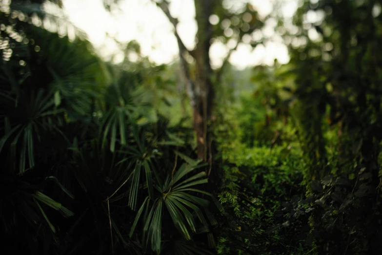 a blurry po of a forest shows lush vegetation