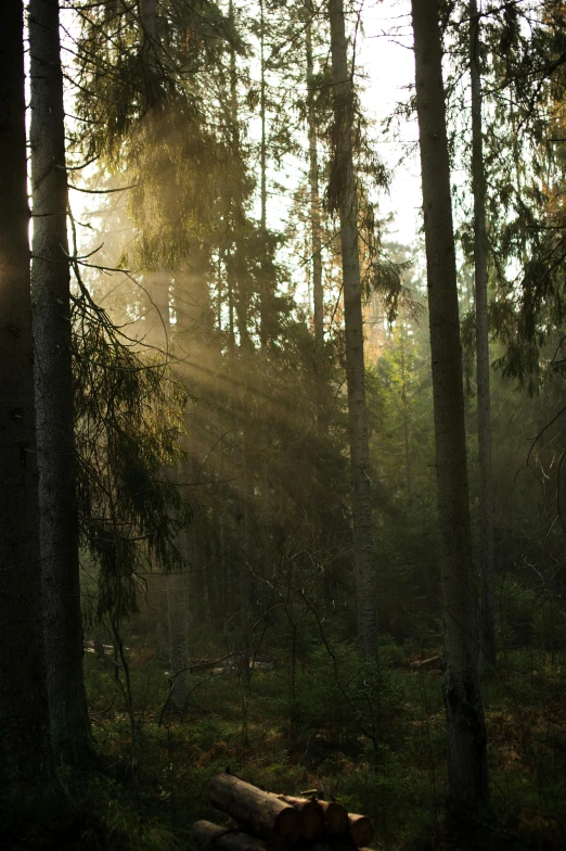 sunlight streams through the pine forest in a state of disrepair