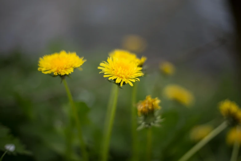 three small yellow flowers blooming in a green grass meadow