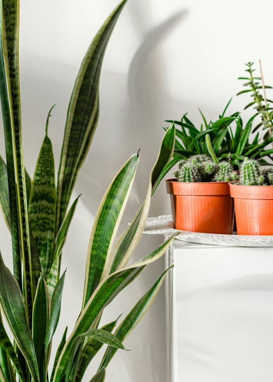 three plants are sitting on a shelf next to a white wall