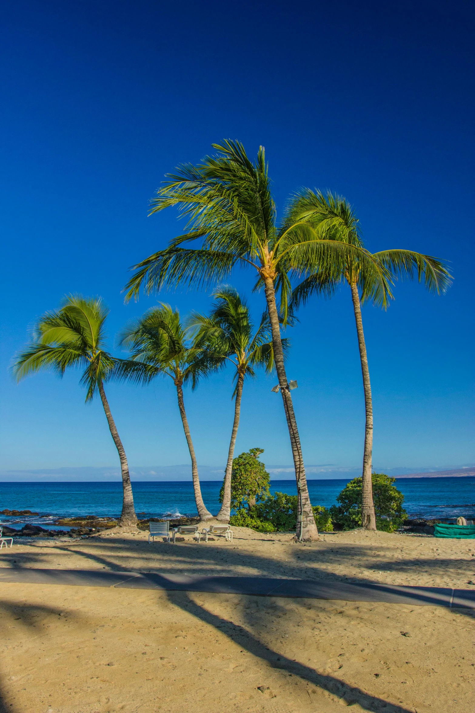 four palm trees on a beach by the water