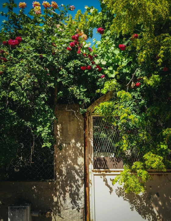 the old, rusty gate has been completely open on a sunny day