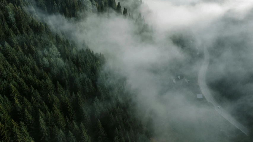 fog, tree and train in the distance