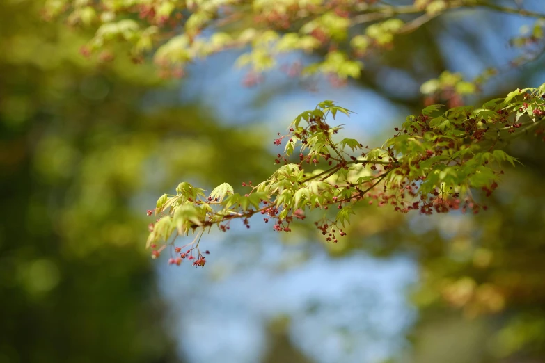 leaves and flowers in a sunny afternoon sky