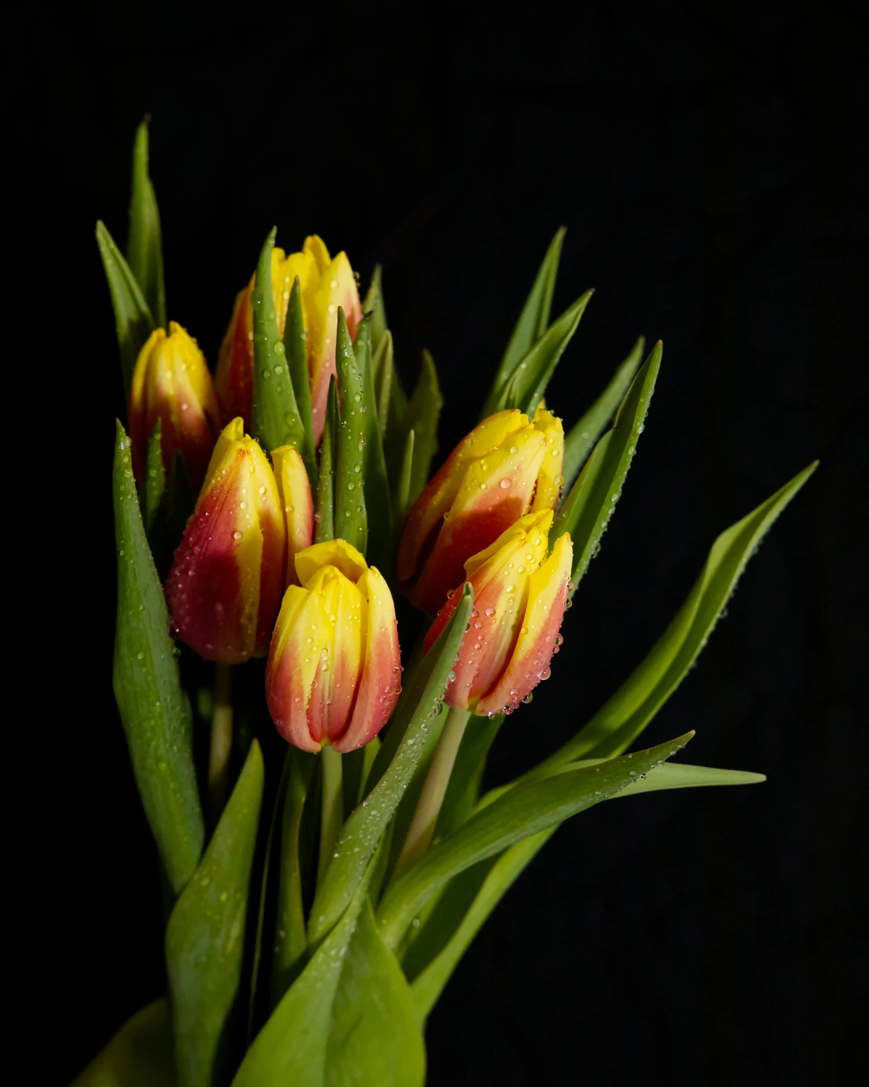 some yellow and red tulips with drops of water on them