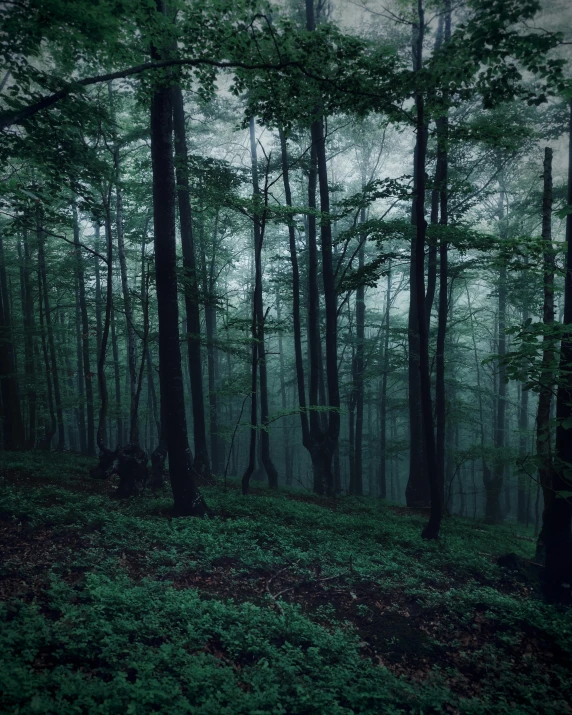 a dense green forest with very tall trees