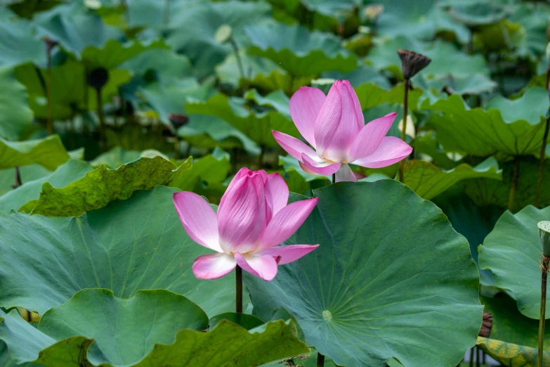 two pink flowers surrounded by water lilies