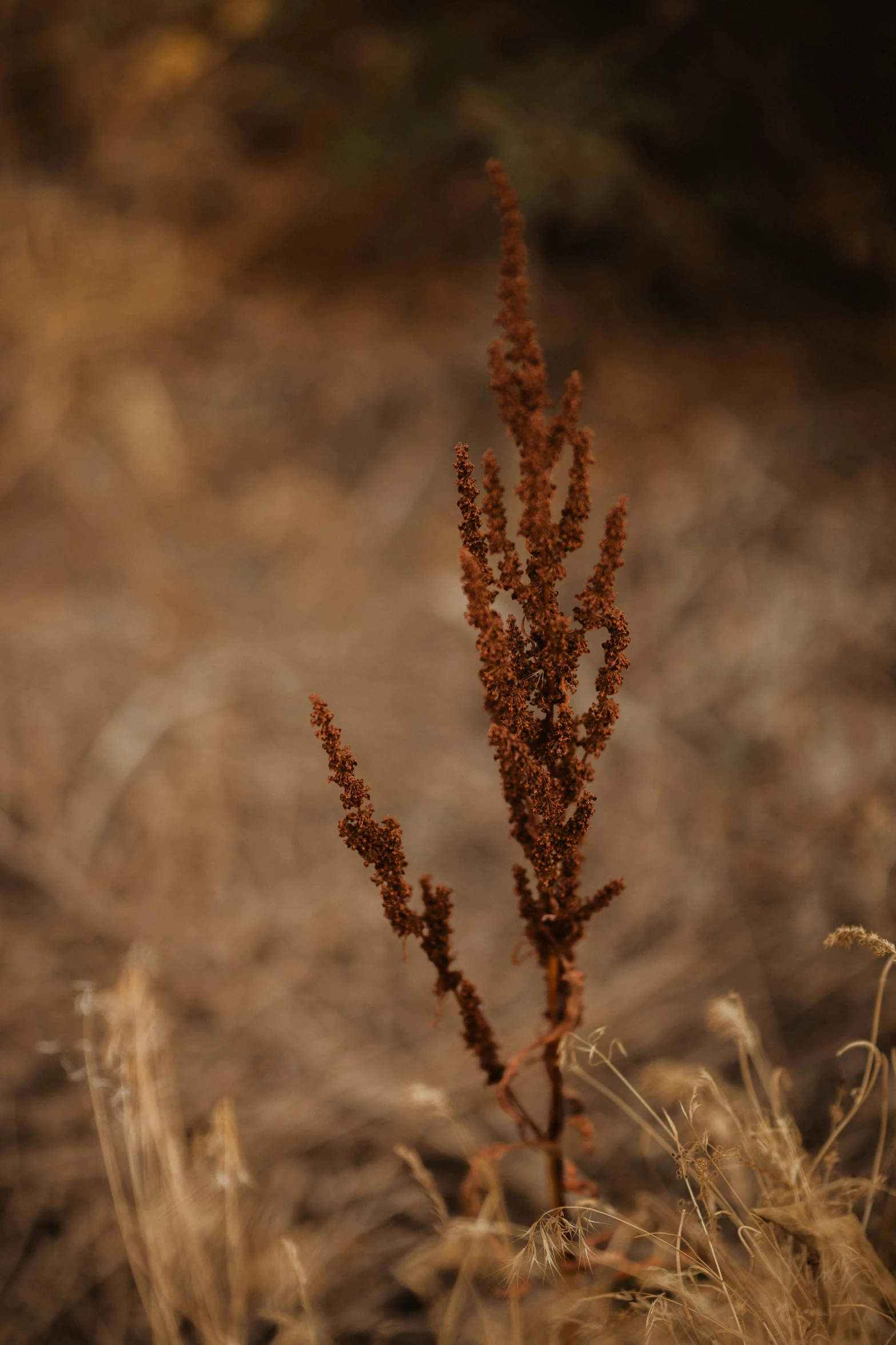 a brown plant sitting in the middle of a field