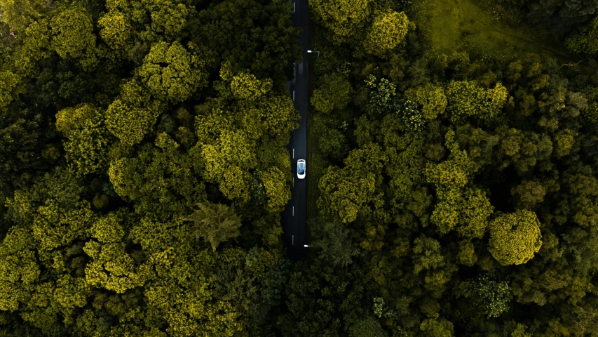 the vehicle is driving in the middle of a pine forest