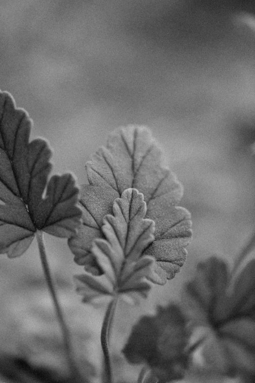 a black and white po of a leaf