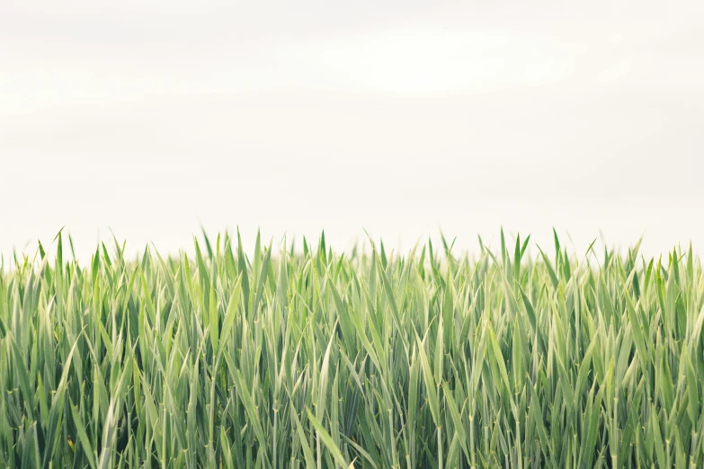 some tall grass is growing in a field