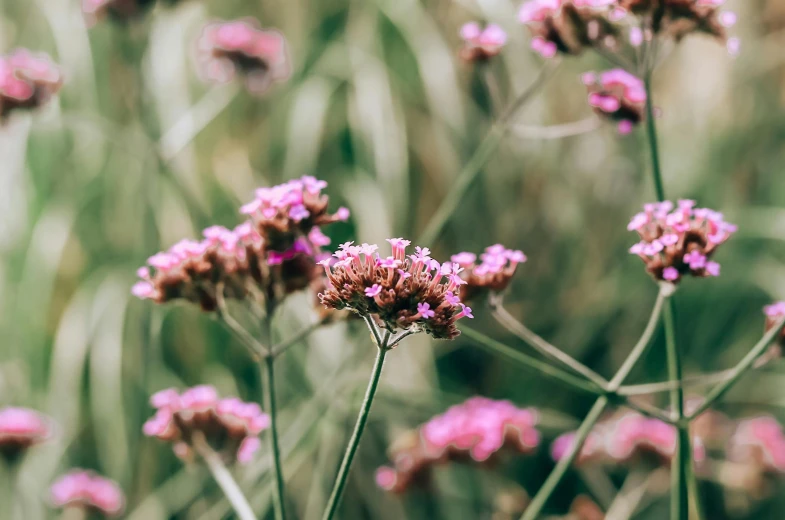 pink flowers in a field with long green stems