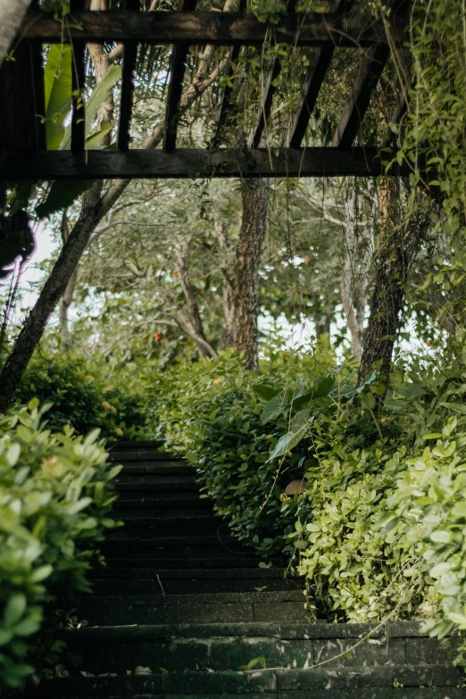 the walkways under the tree have been built to allow for people to walk on