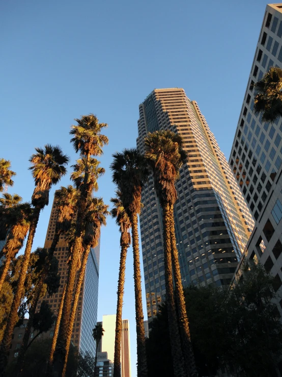 palm trees in the foreground against a blue sky