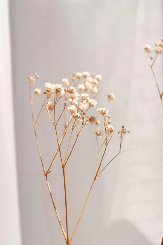 there are two dried plants that have not yet yet bloomed