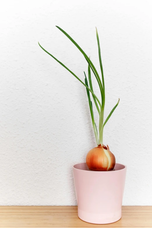 a very pretty plant that is in a pot