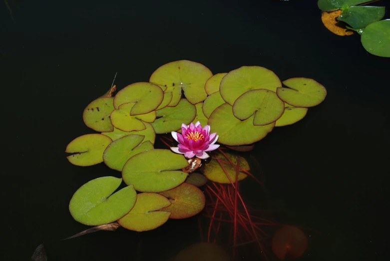 a water lily with yellow and pink petals floating on top of a body of water