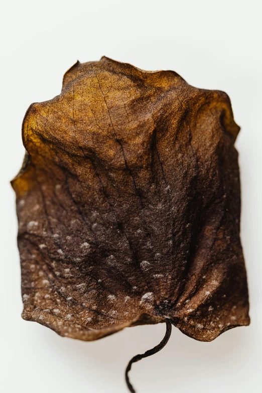 an animal skin is seen on a white background