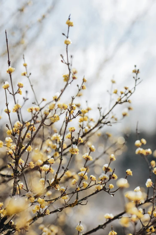 a tree with yellow flowers in front of some trees