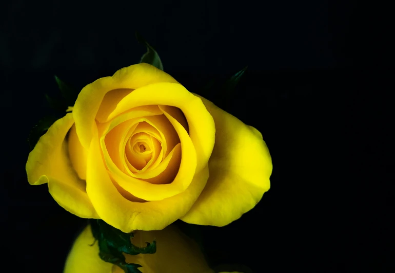 a yellow rose is shown in front of black background