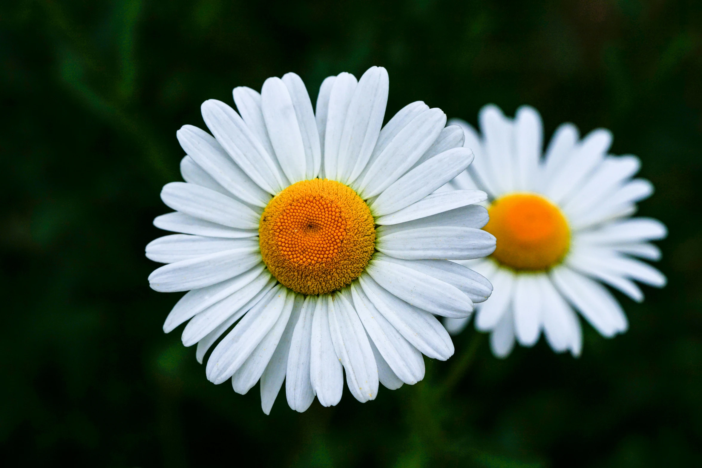 a close up of two daisies in a field