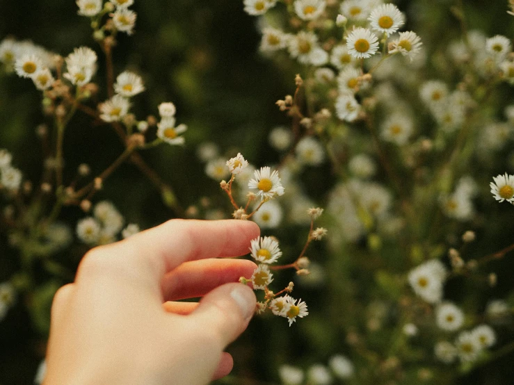a hand reaching toward a bunch of small white flowers