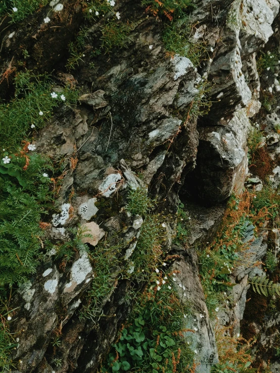 plants and rocks in a steep slope covered in dirt