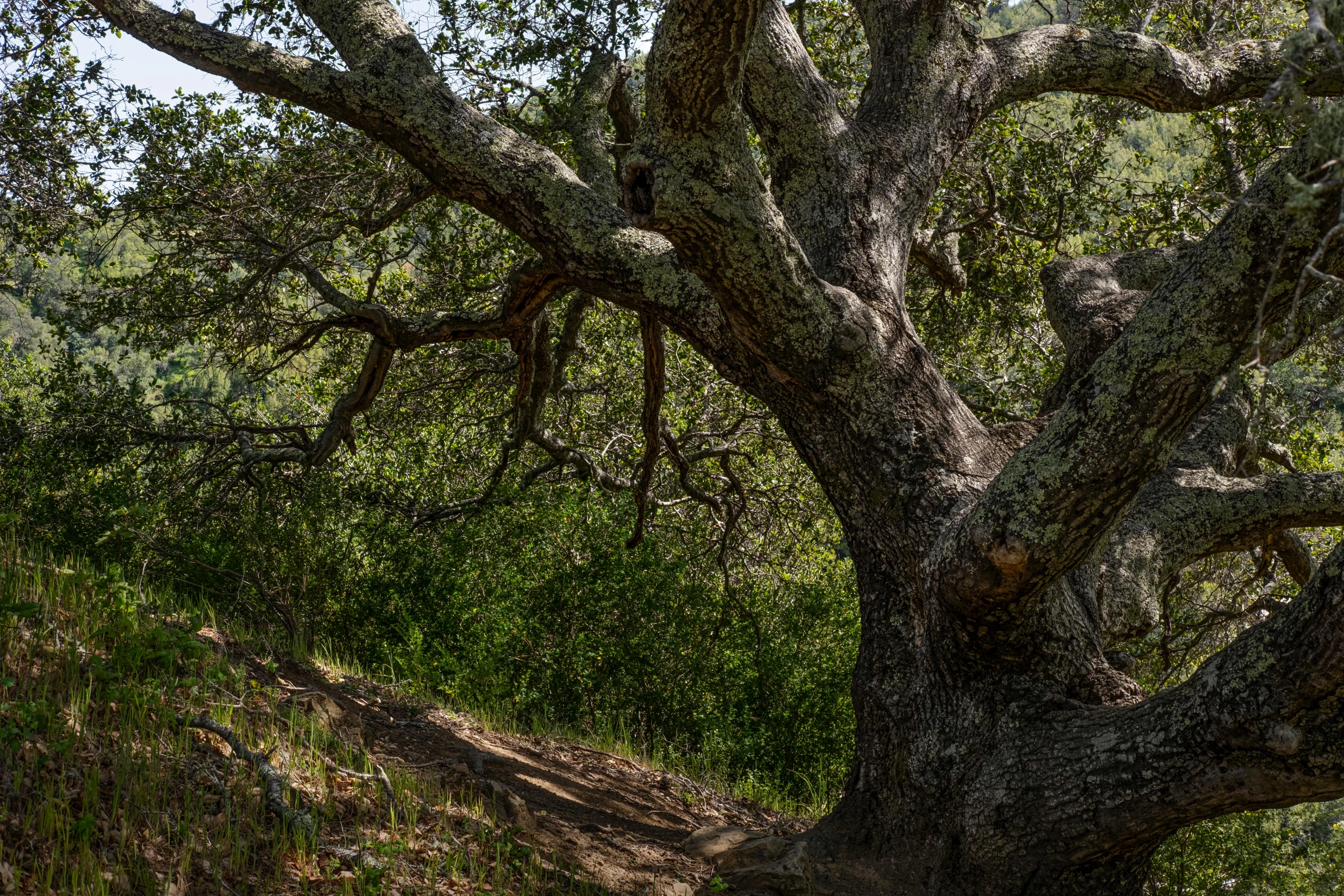 a brown and black ze laying under a large tree