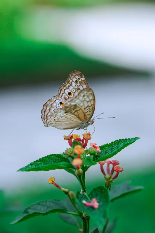 a erfly sitting on the end of a flower