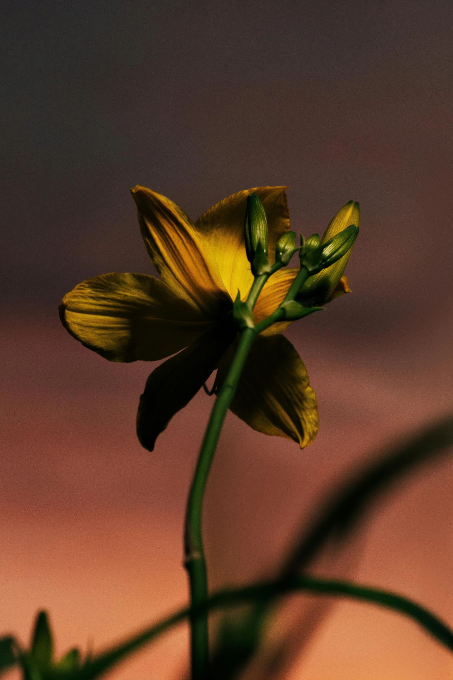 a yellow flower in front of a pink sky