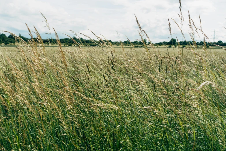 a field with lots of tall grass near the water