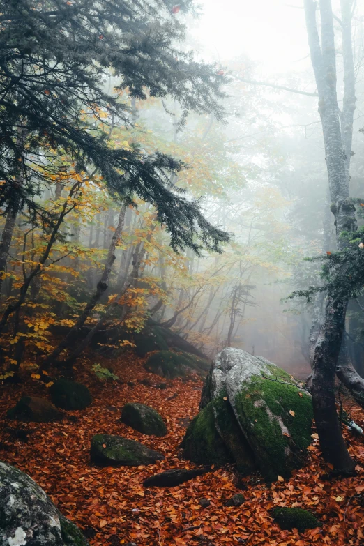 the forest is full of yellow leaves