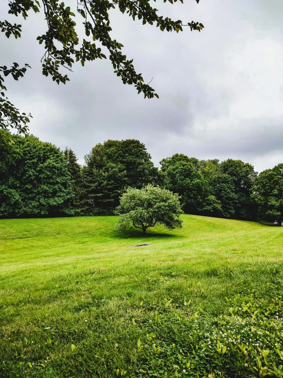 a field full of trees with a green grass