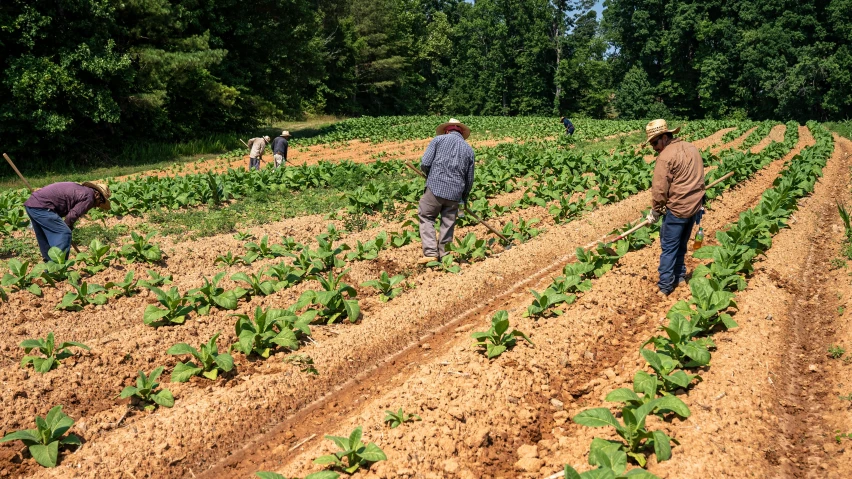 three people in a field of crops