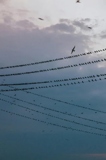 birds gather in the sky during a twilight