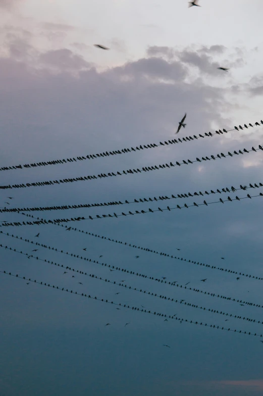 birds gather in the sky during a twilight