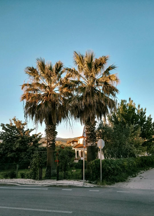 a couple of trees sitting on the side of a road