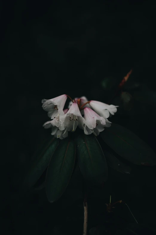 a white and pink flower with leaves against a black background