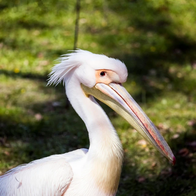 a large bird sitting in the grass with a long beak