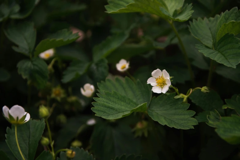 the plant is blooming very nicely and ready to be picked