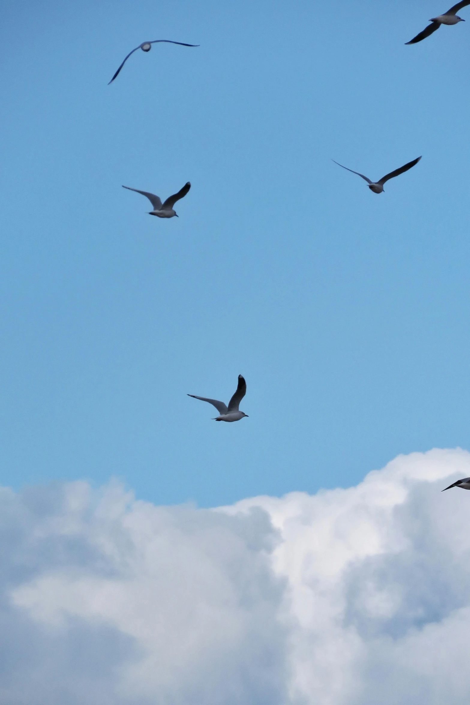 three seagulls flying above the clouds on a clear day