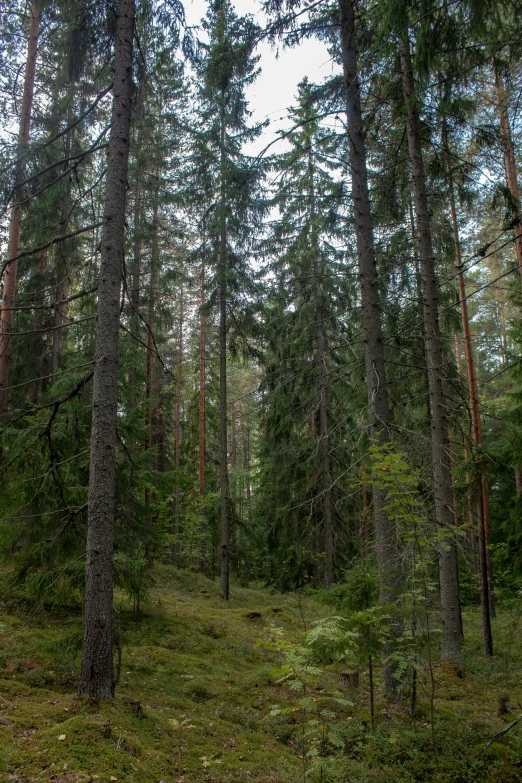 there is a very tall green forest with many trees