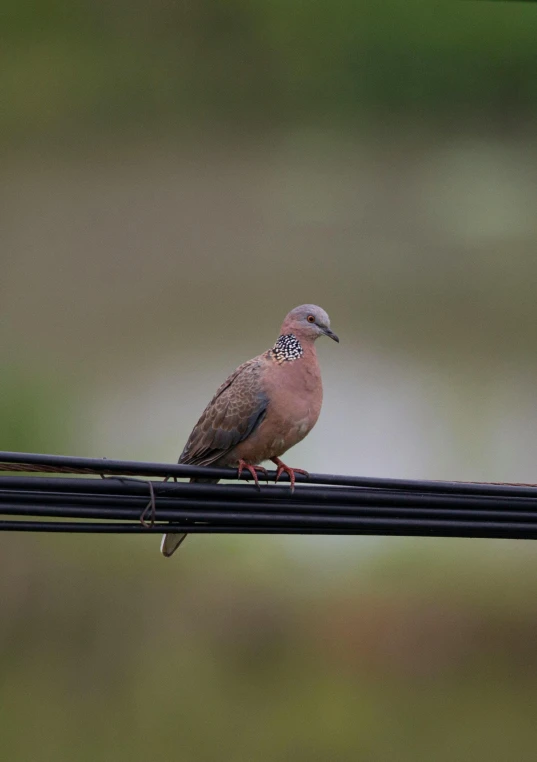 a brown bird sitting on top of black wire