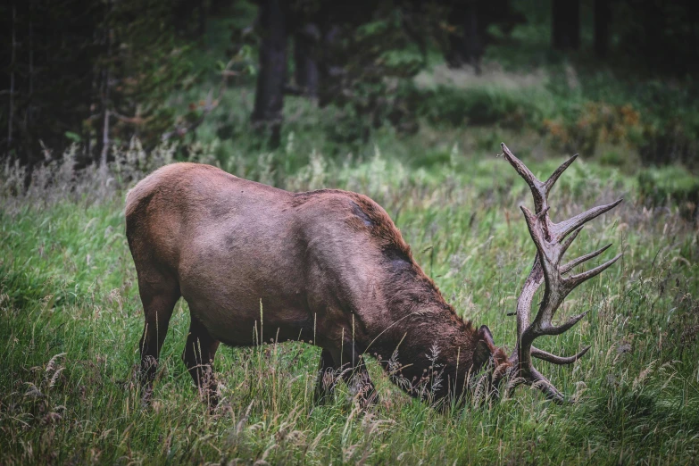 an elk in grassy area eating grass with trees in background