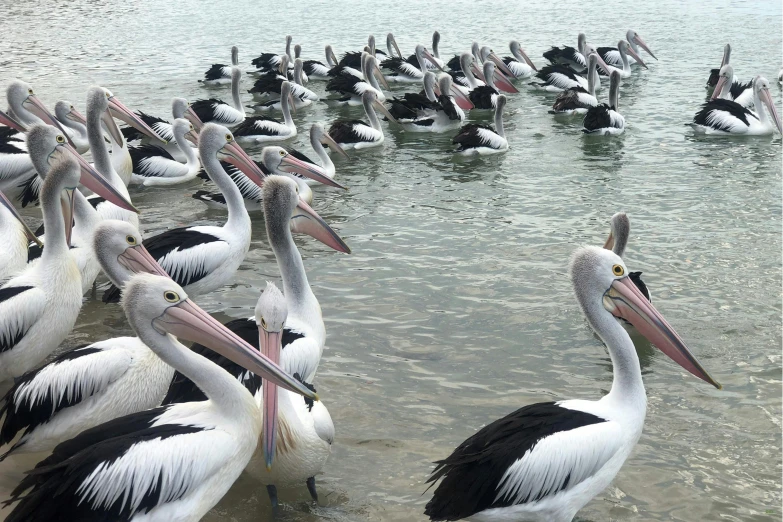 a bunch of pelicans sitting in some water