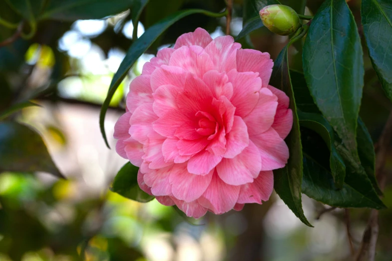 a pink flower on a tree nch